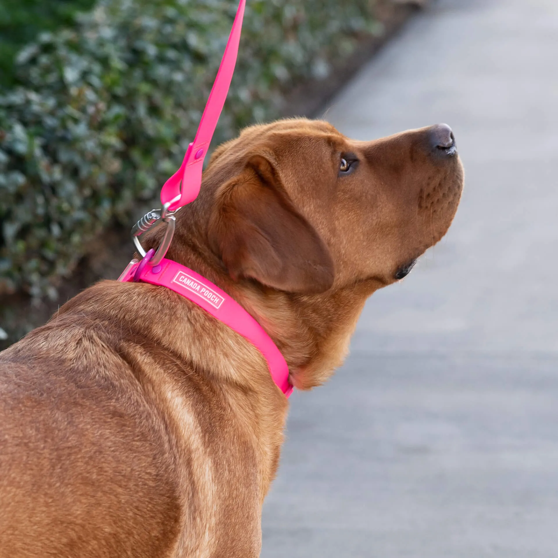 Waterproof Collar