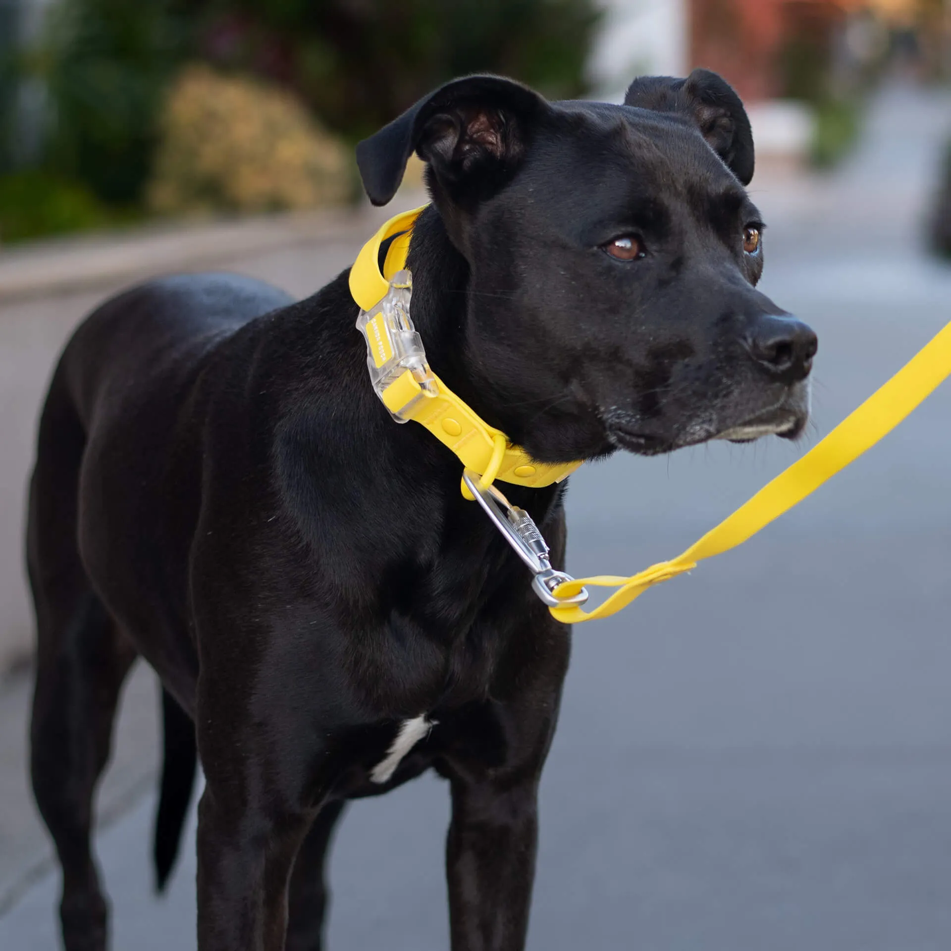 Waterproof Collar