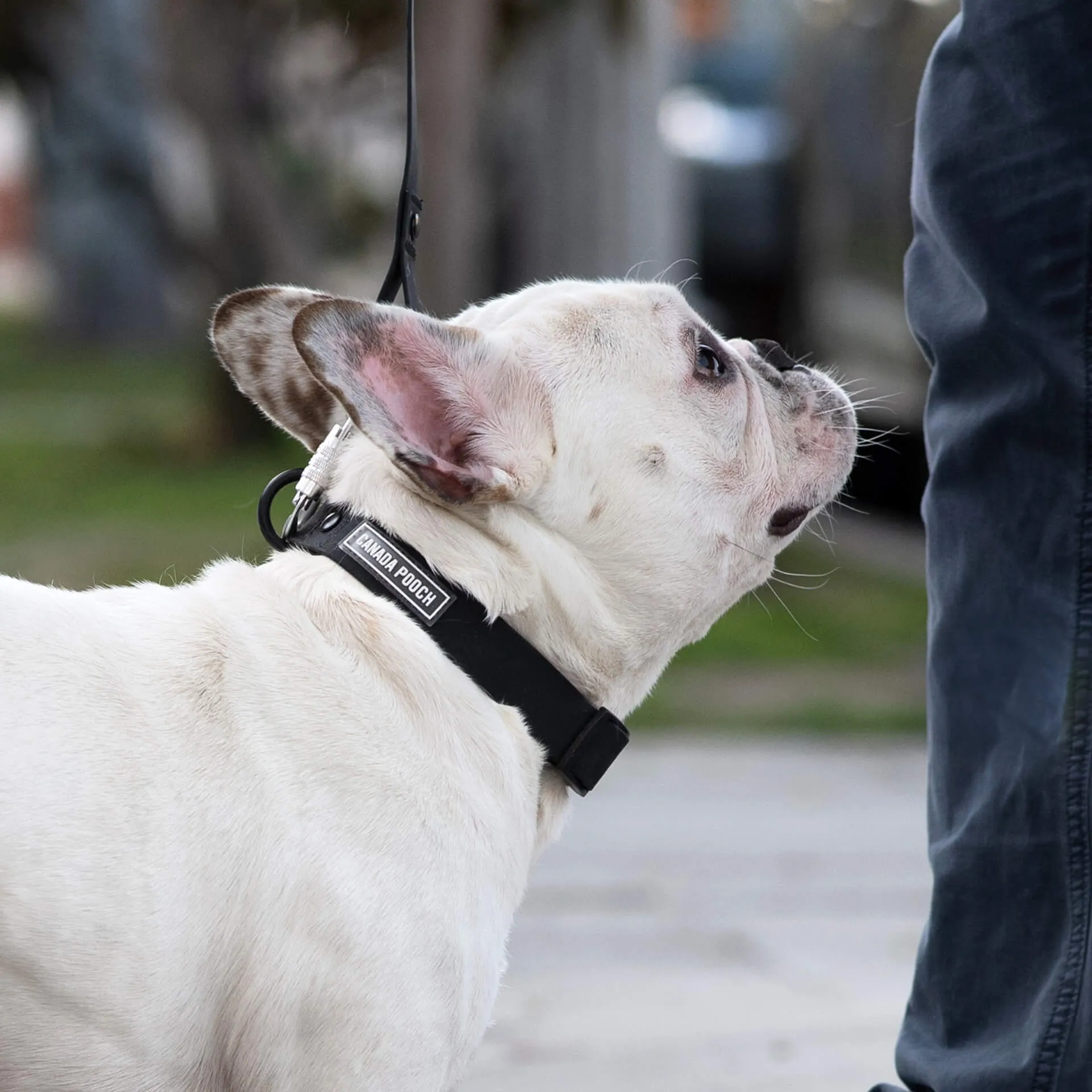 Waterproof Collar