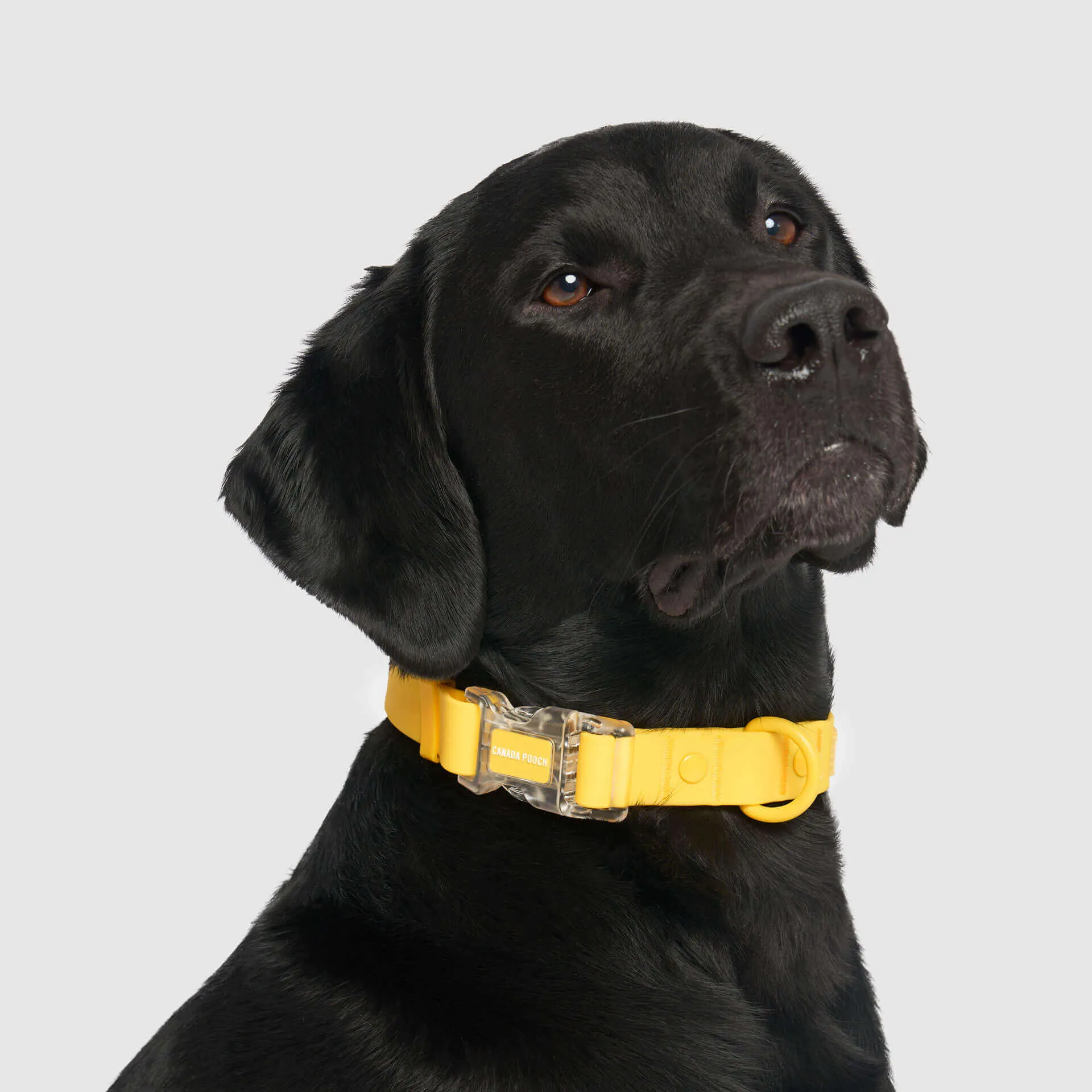 Waterproof Collar