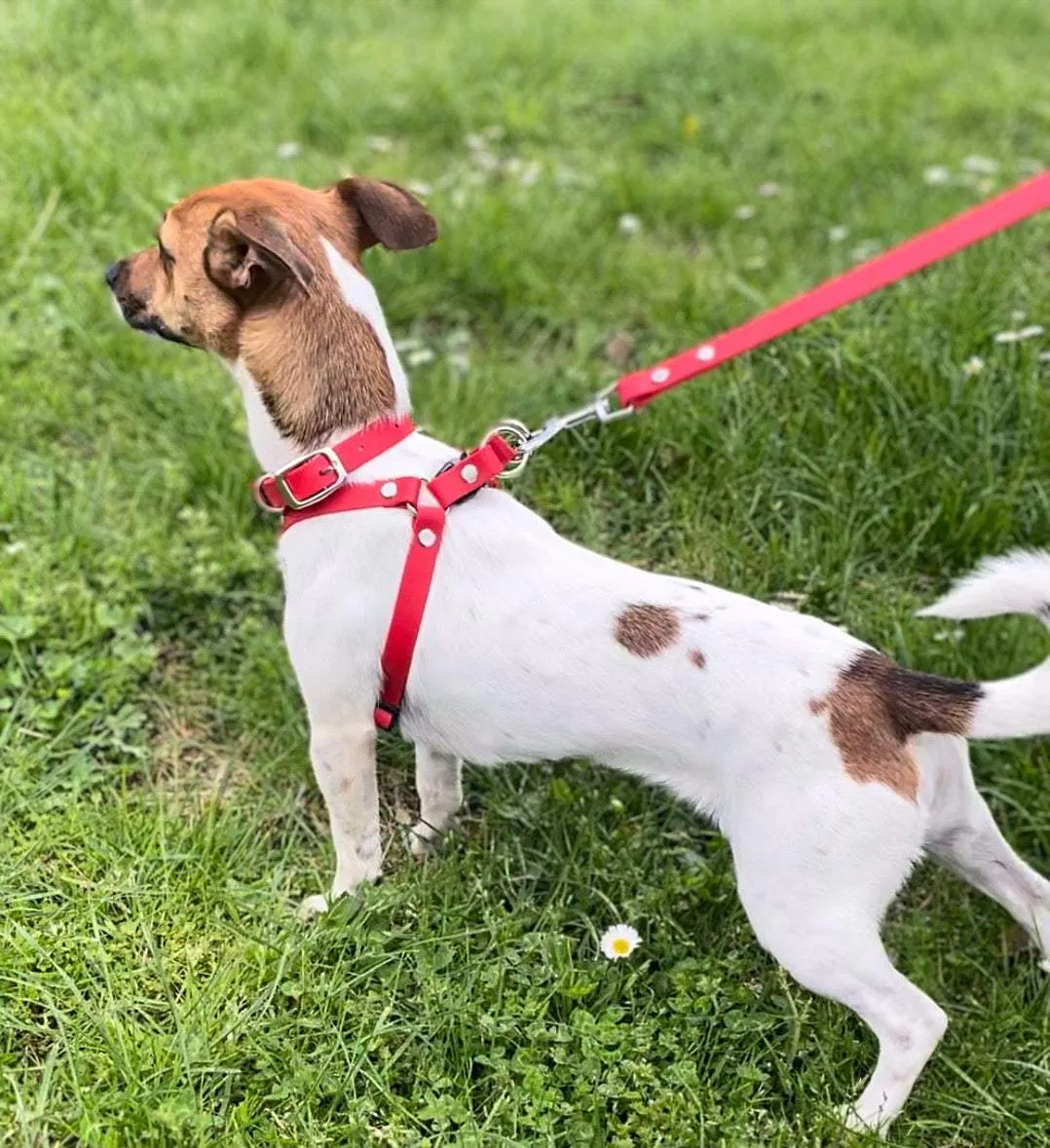 Waterproof Dog Harness Set: Adjustable Biothane Harness, Collar, and Leash Combo for Active Pups